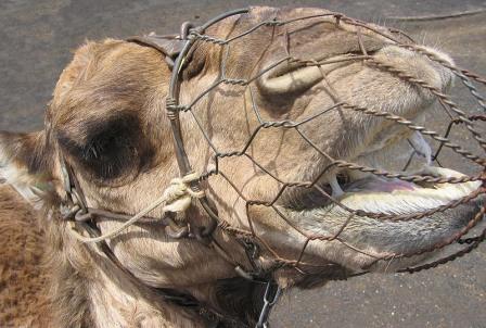 img_0274_camel_spit.jpg